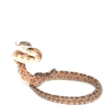 Texas Rat Snake
